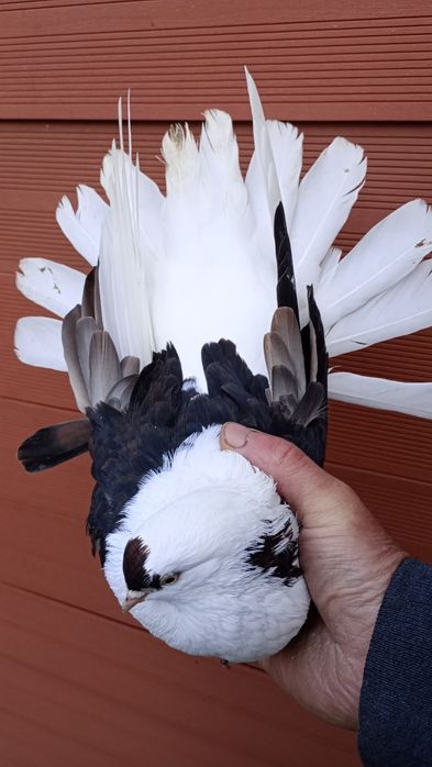 Sprzedam gołębie orlik polski