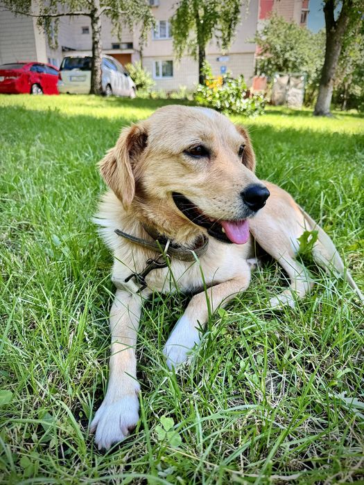 Рудий шукає дім!