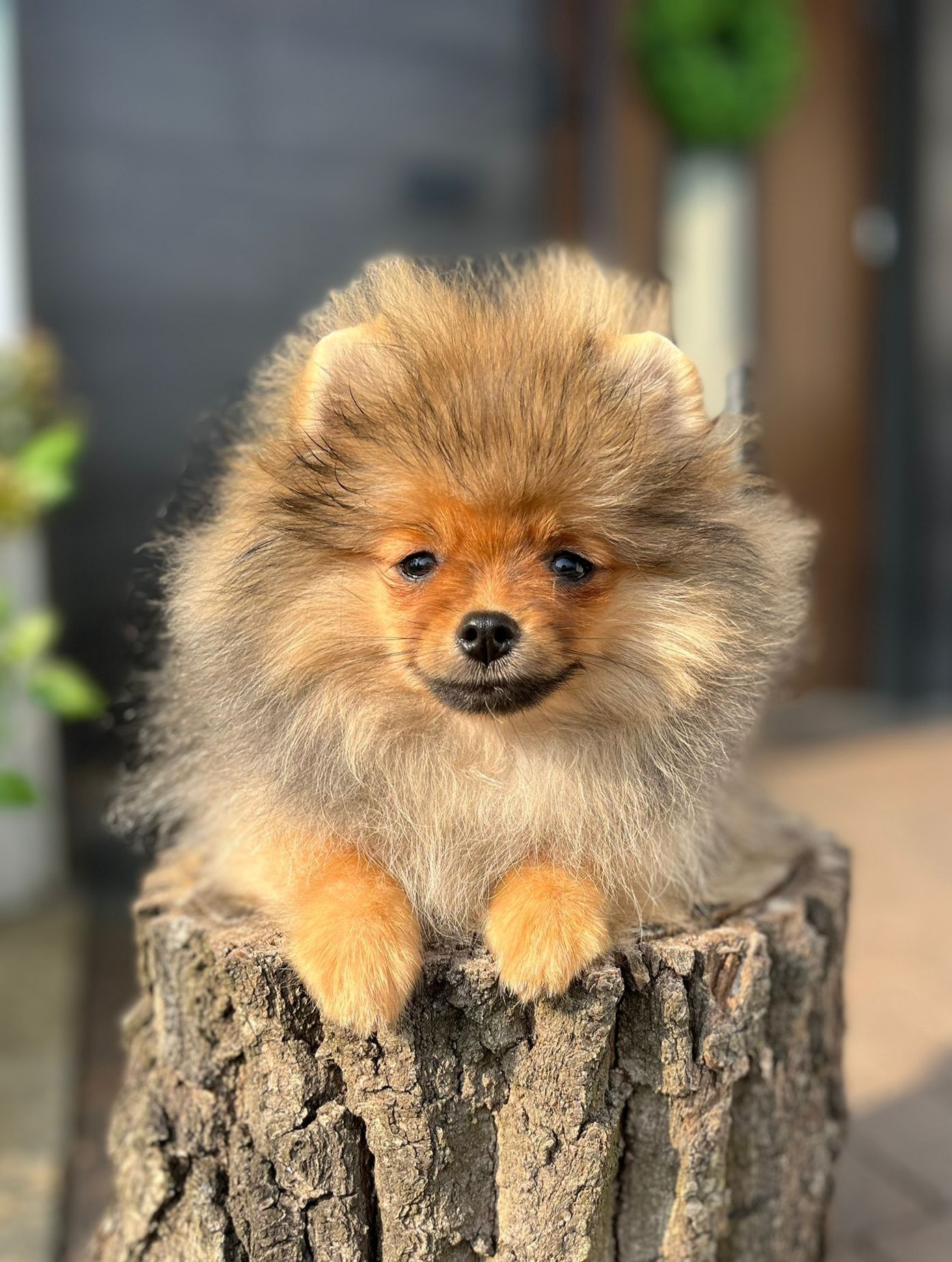 Pomeranian szpic miniaturowy gotowy do odbioru