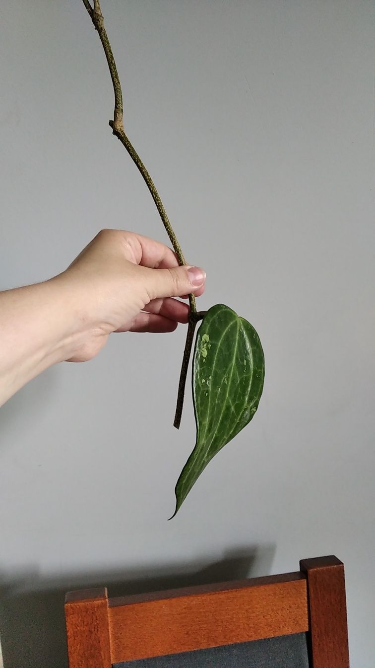 Hoya latifolia sadzonka