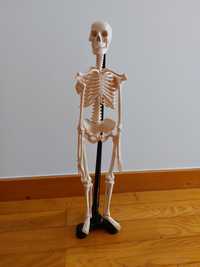 Modelo esqueleto de montar