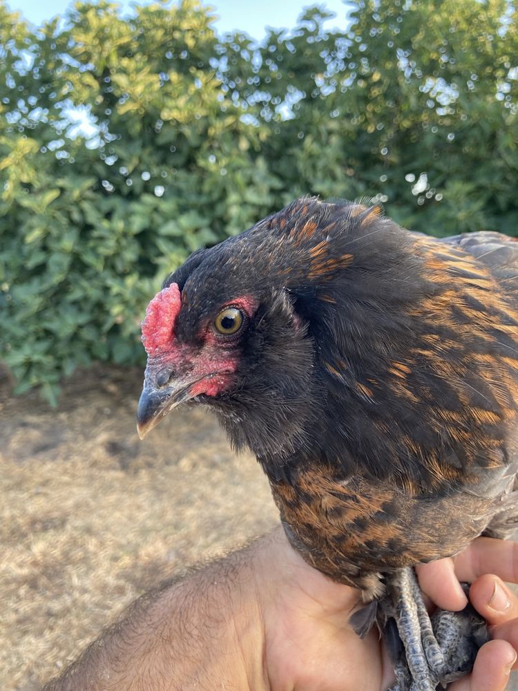 Frango hibrido de Faverolles x Araucana