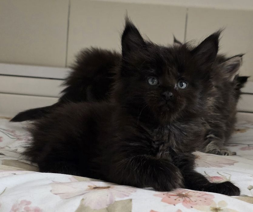 Czarna kotka Maine Coon