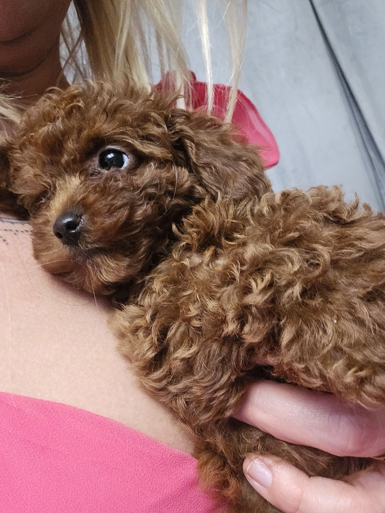 Pudel toy red brown
