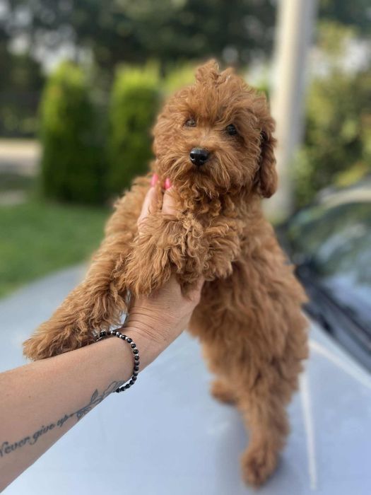 Suczka pudel toy/miniatura red