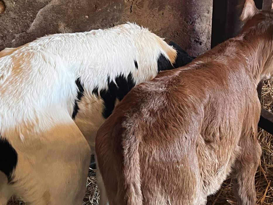 Sprzedam 13 cielat polskich