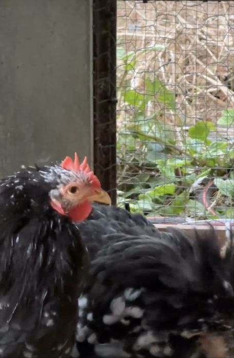 Casal Pekins Black Mottled