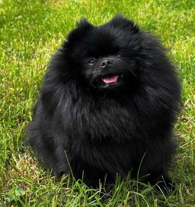 Black pomeranian spitz