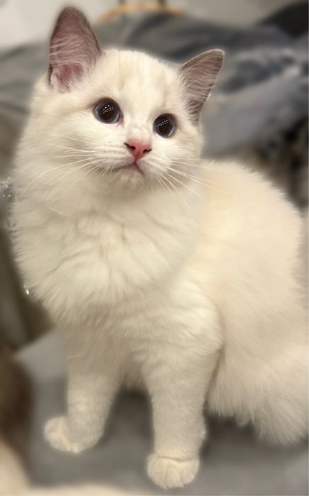 Ragdoll kotka 2 legalna hodowla ostatni miot