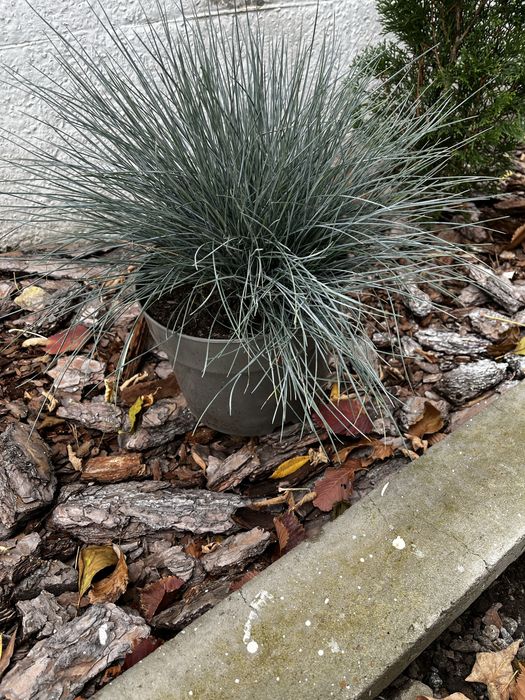 Овсянница сизая / голуьая