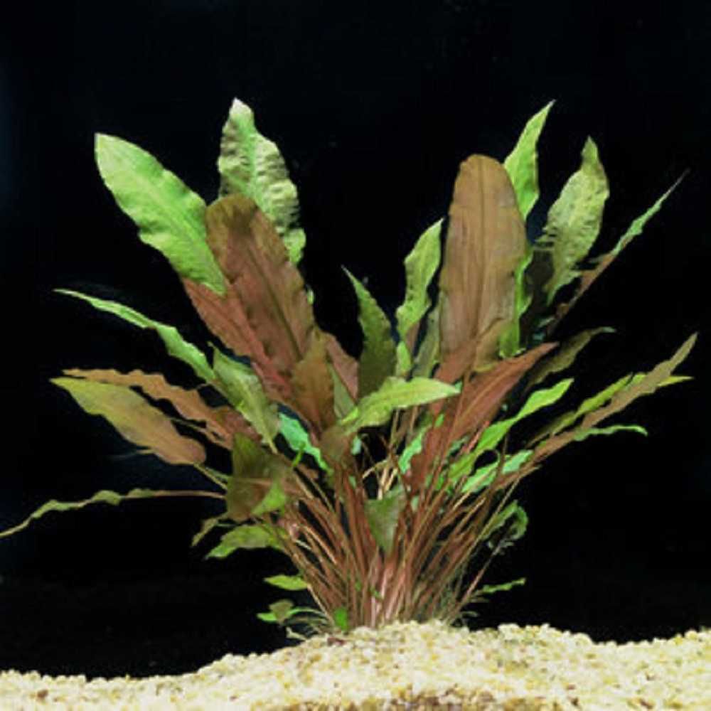 Cryptocoryne wendtii Mi Oya - karbowane czerwono-brązowe liście.