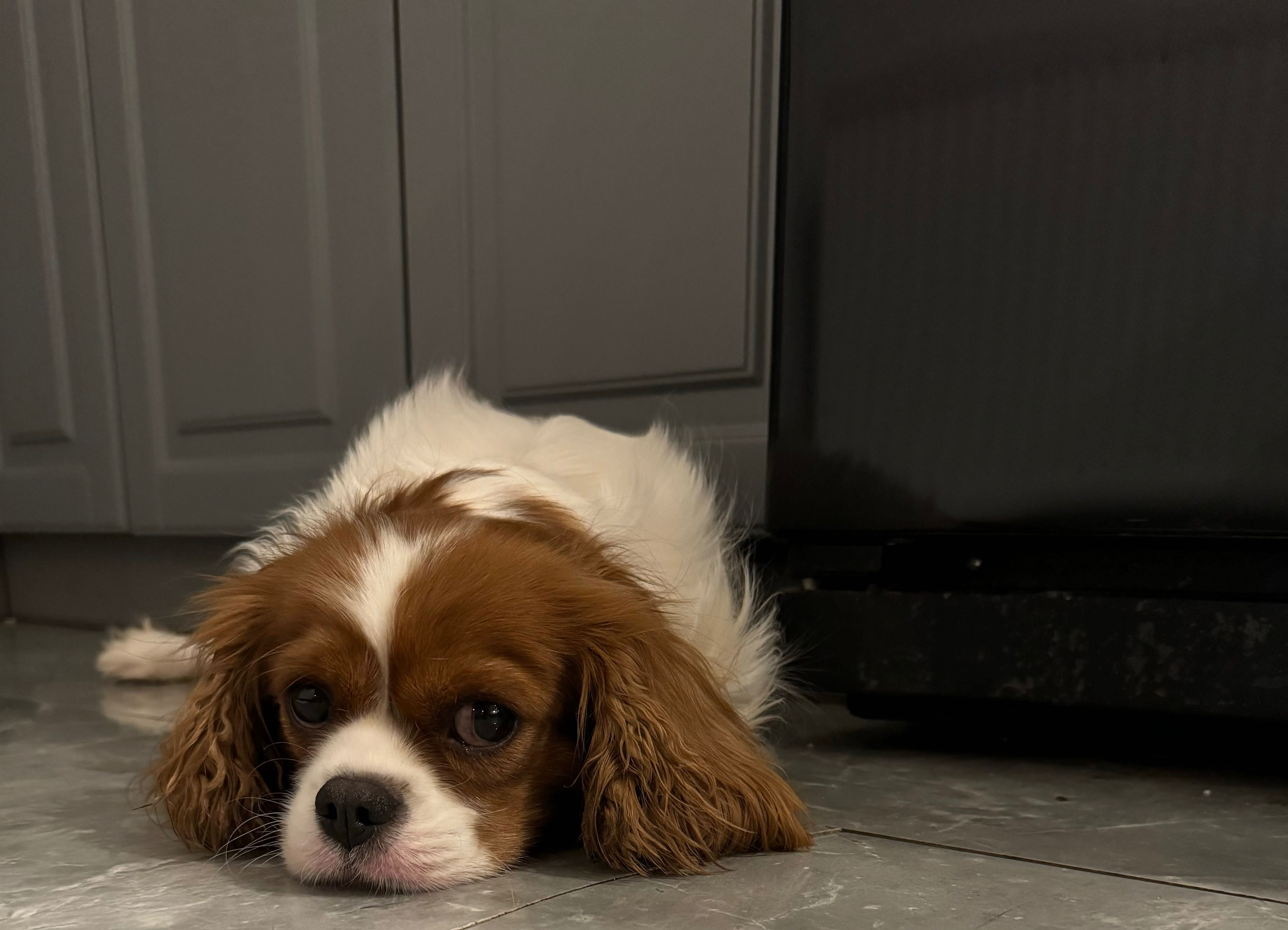 Cavalier King Charles Spaniel Zkwp /fci po Chamionie