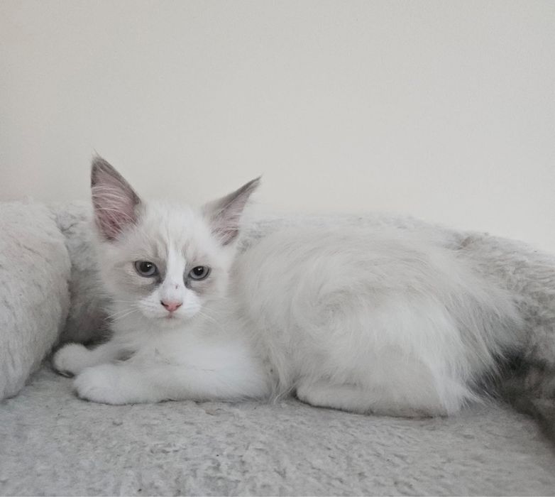 Młoda kotka Ragdoll