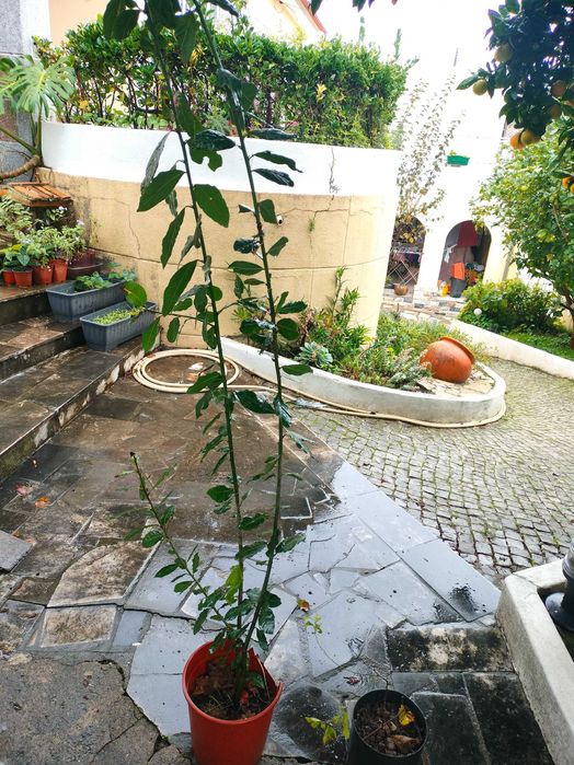 Arvores de fruto, plantas variadas