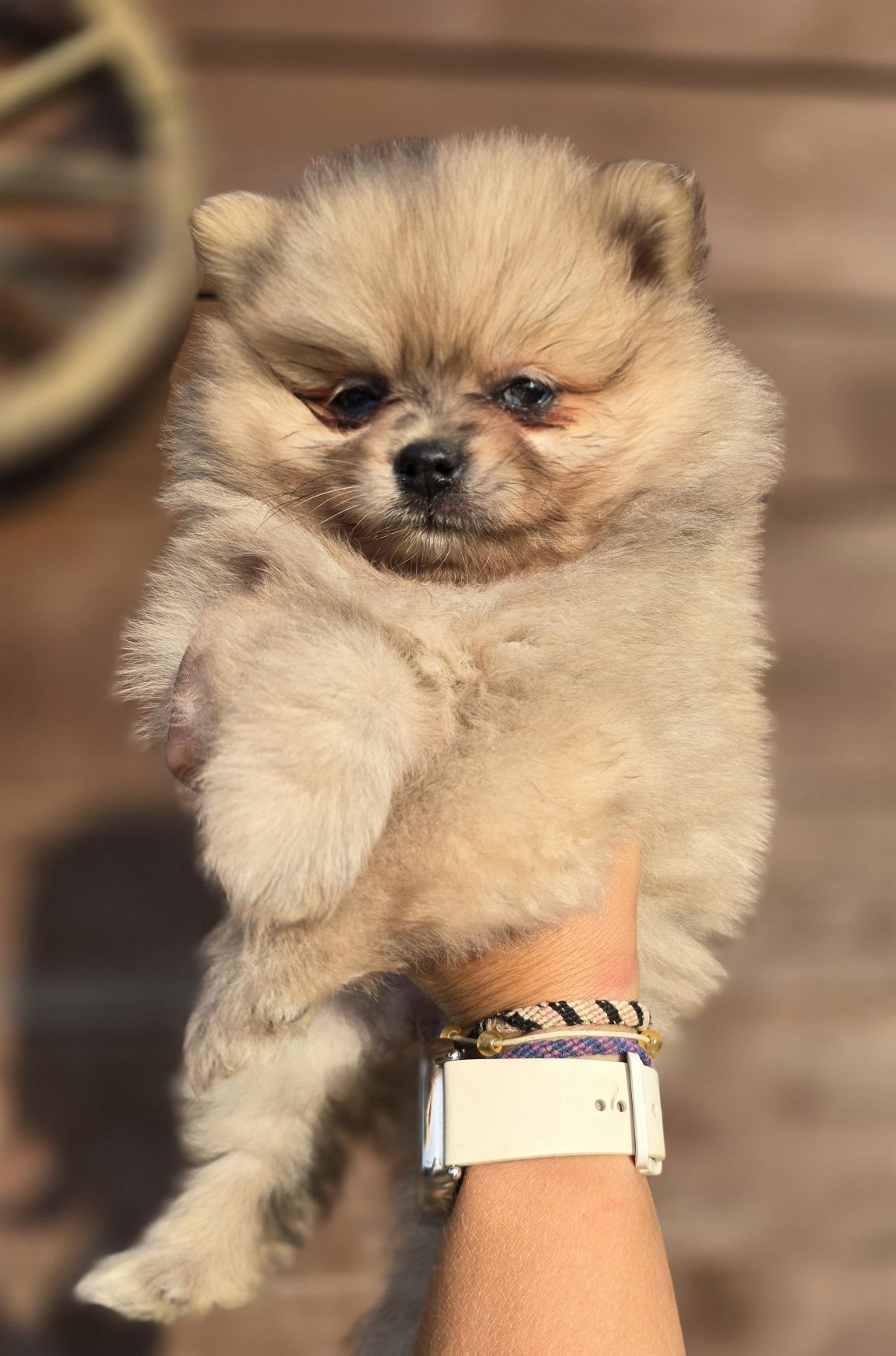 Szpic miniaturowy Pomeranian suczka