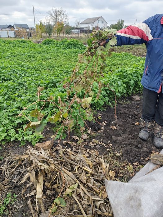 Саджанці винограду