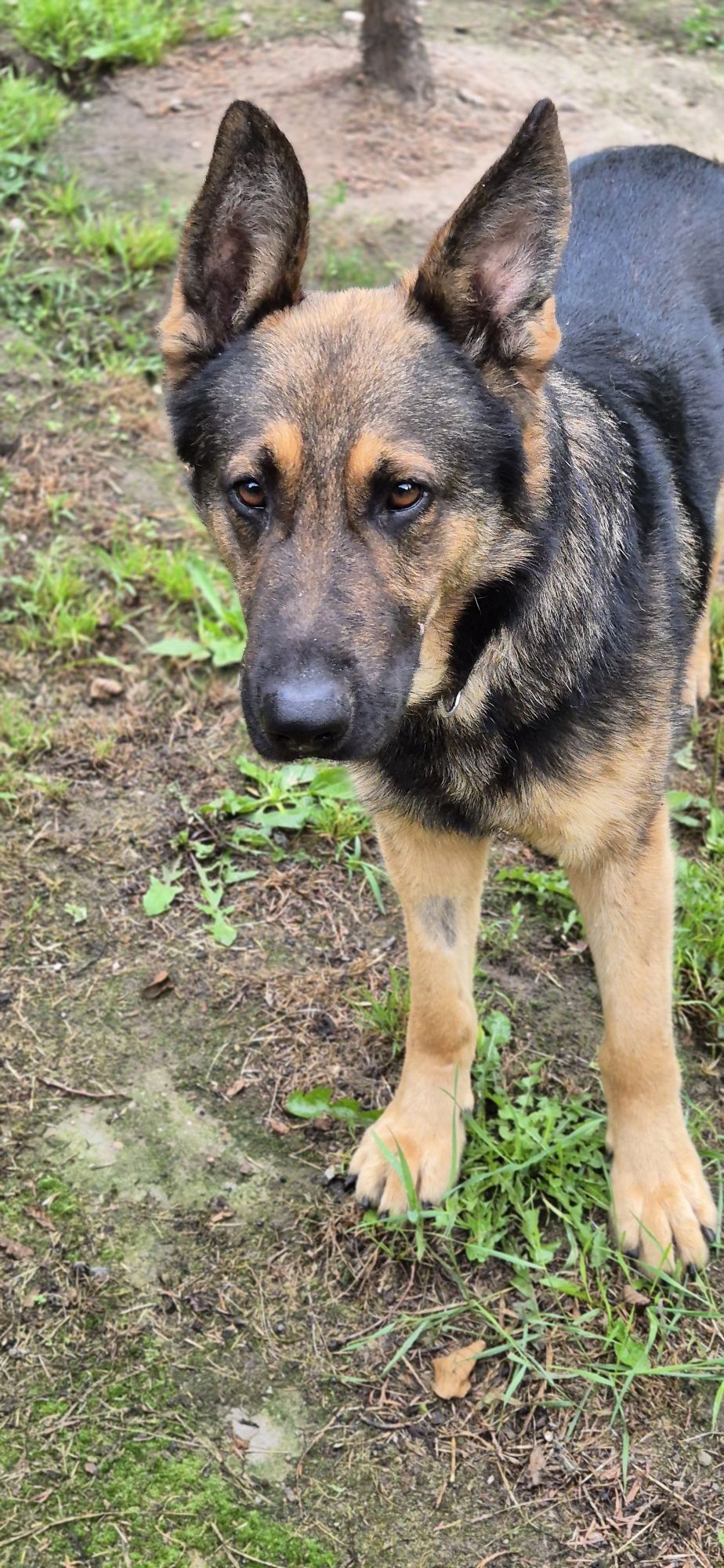 Piesek Około 1.5 roku