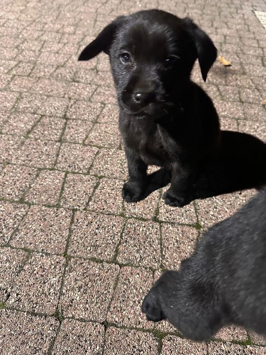 Małe pieski lablador. Ostatnie 2 czarne !