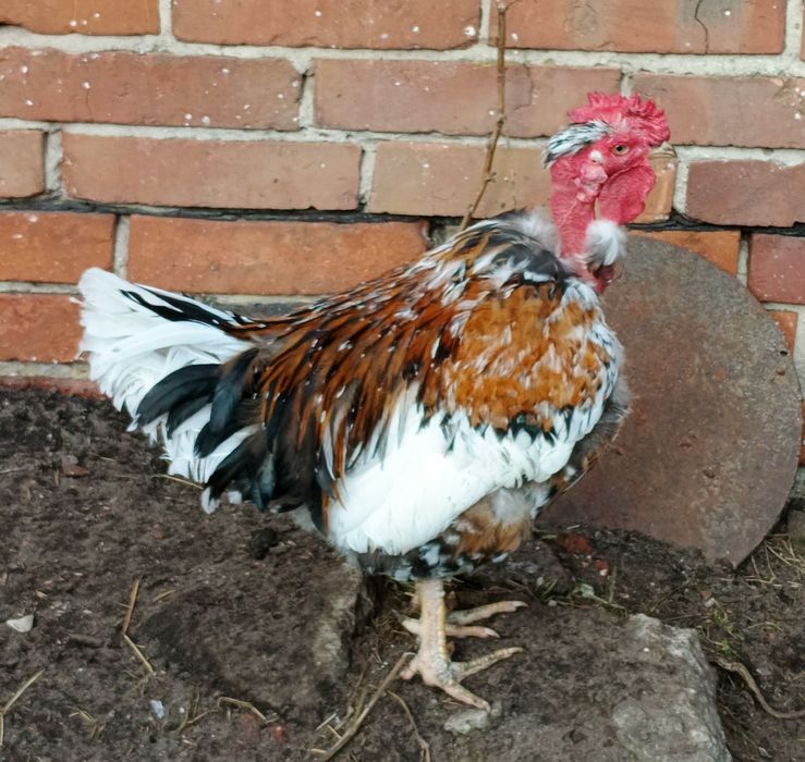 Kogut araukana, kogut gołoszyjka