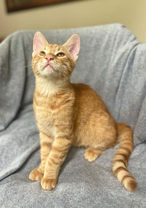 Кошеня шукає родину