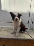 Border Collie Castanho
