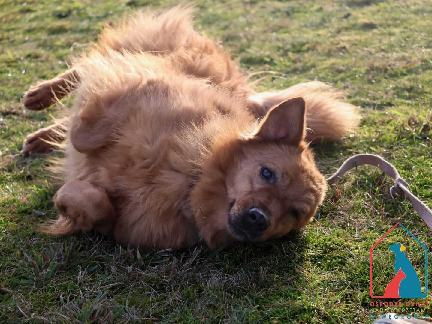 Przyjazny, sliczny piesek Badi szuka domu