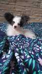 Papillon Spaniel Kontynentalny Miniaturowy