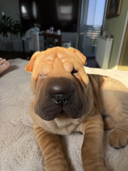 Hodowla rasy shar pei Red Folds przedstawia szczeniaków ur. 22.06.2025