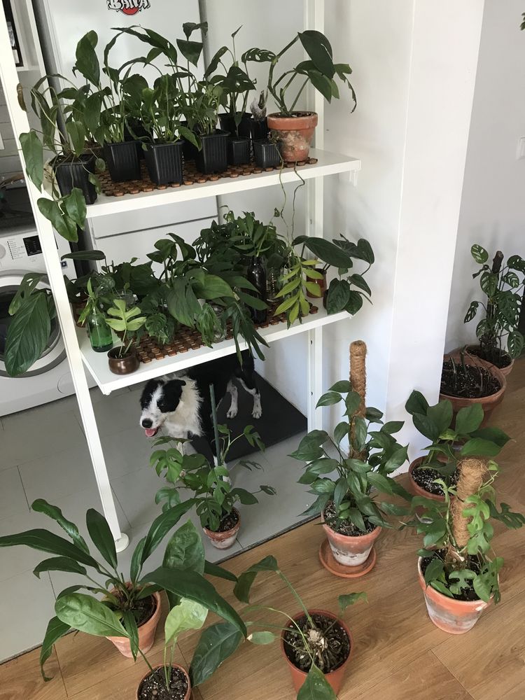 Plantas raras atualizado (Monstera, Anthurium, Amydrium, philodendron)