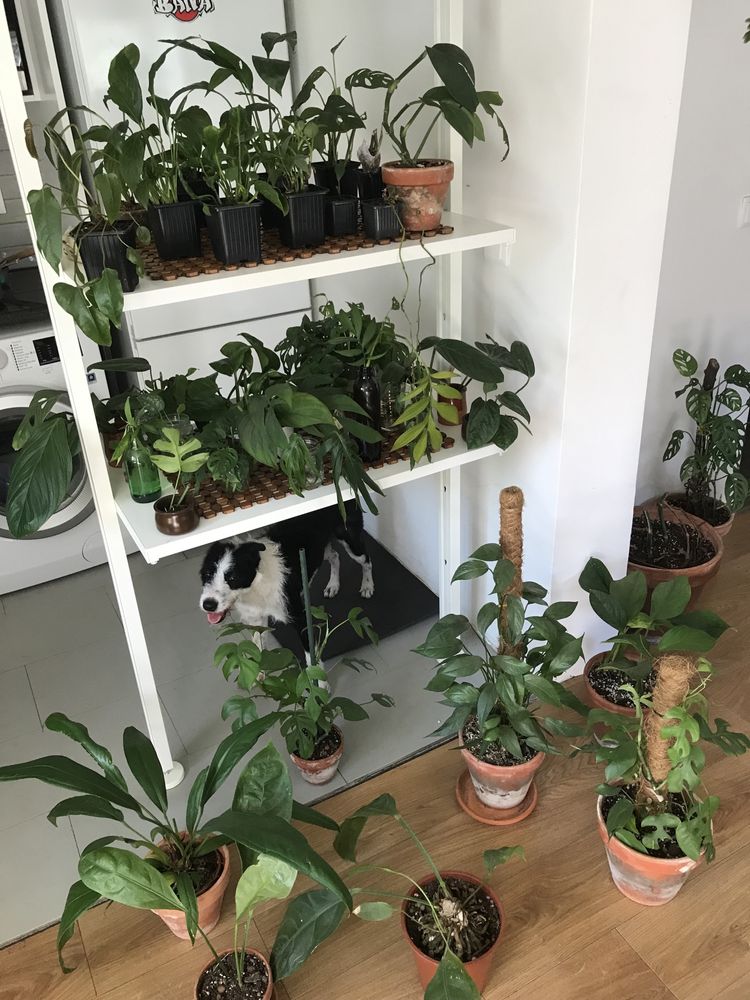 Plantas raras (Monstera, Cactos, Anthurium, Amydrium, Philodendron)