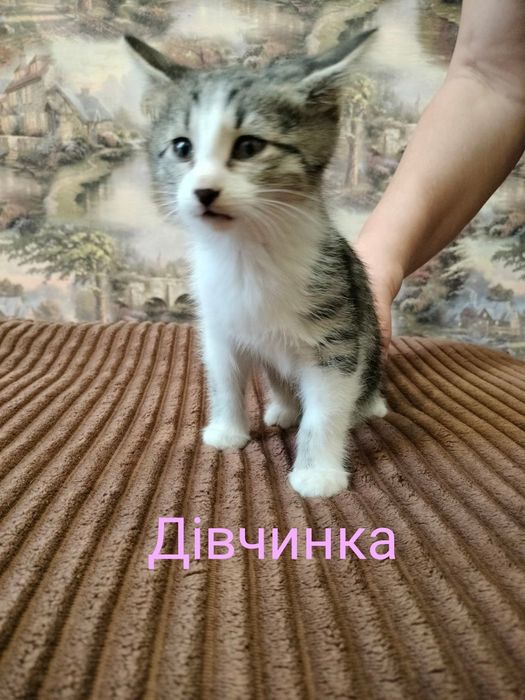 Кошенята в гарні руки