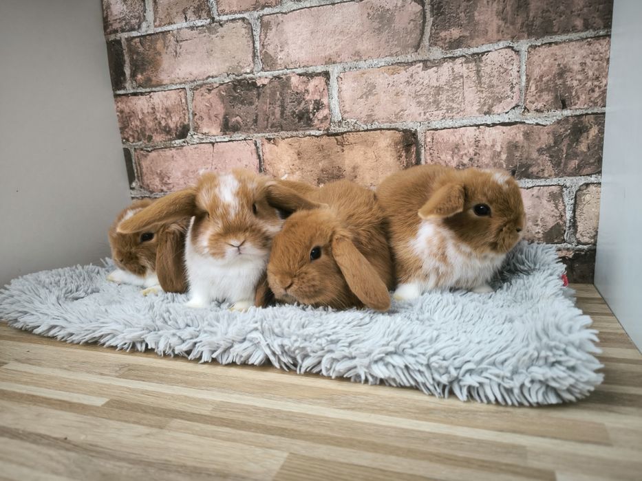 Króliczki Karzłeki baranki czerwone srokate mini króliki