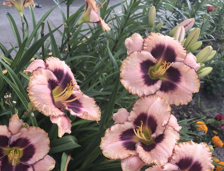 Багаторічні квіти. Лілейники. мускарі. Хризантема