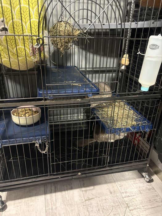 Szynszyle dwie samiczki