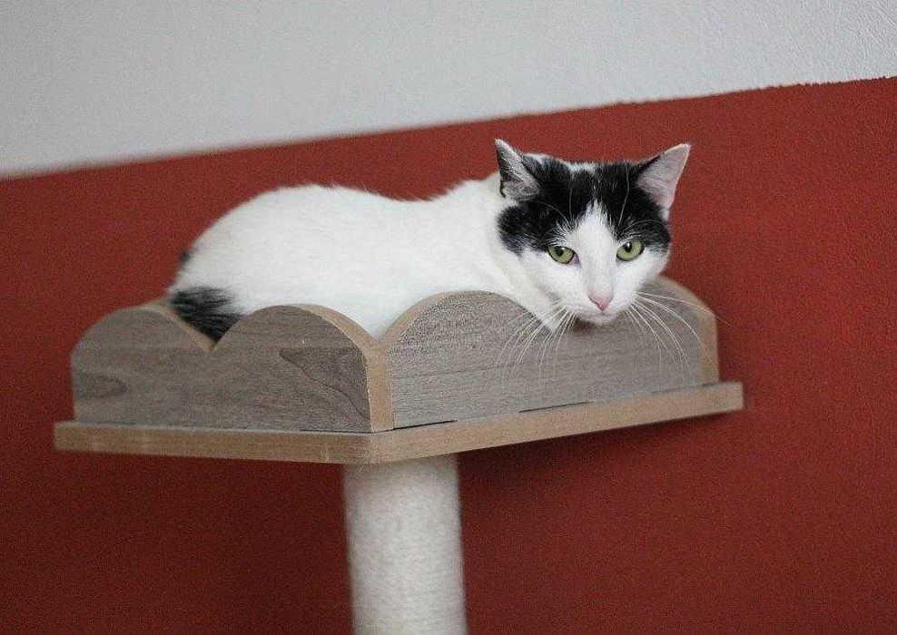 Kotka Amelka bardzo  potrzebuje domu. Adoptuj!