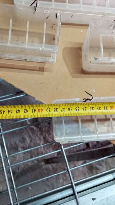 Viveiro com acessórios