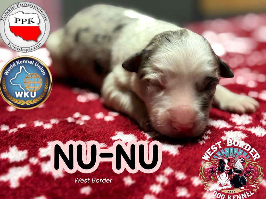 Border collie- suczka
