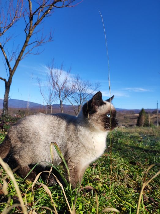 Кошеня Сіамської породи