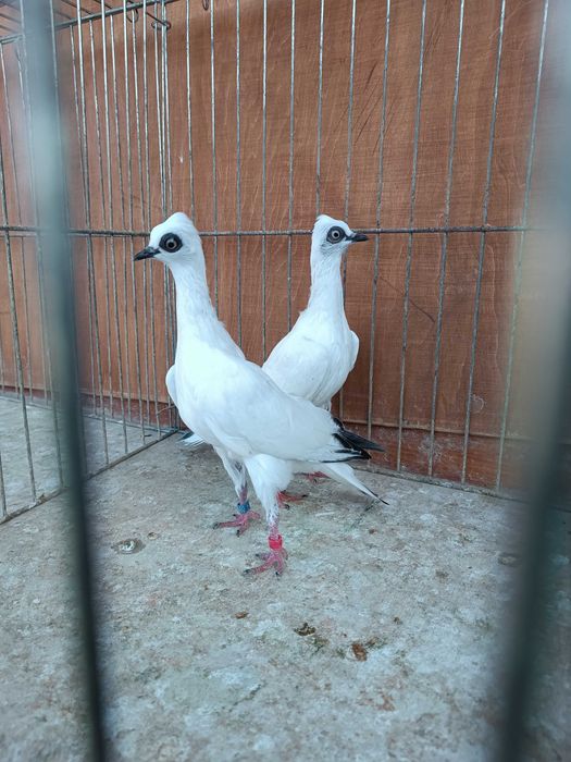 Wiedeński Lotny,Wiedeńskie