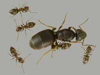 Kolonia-Lasius brunneus