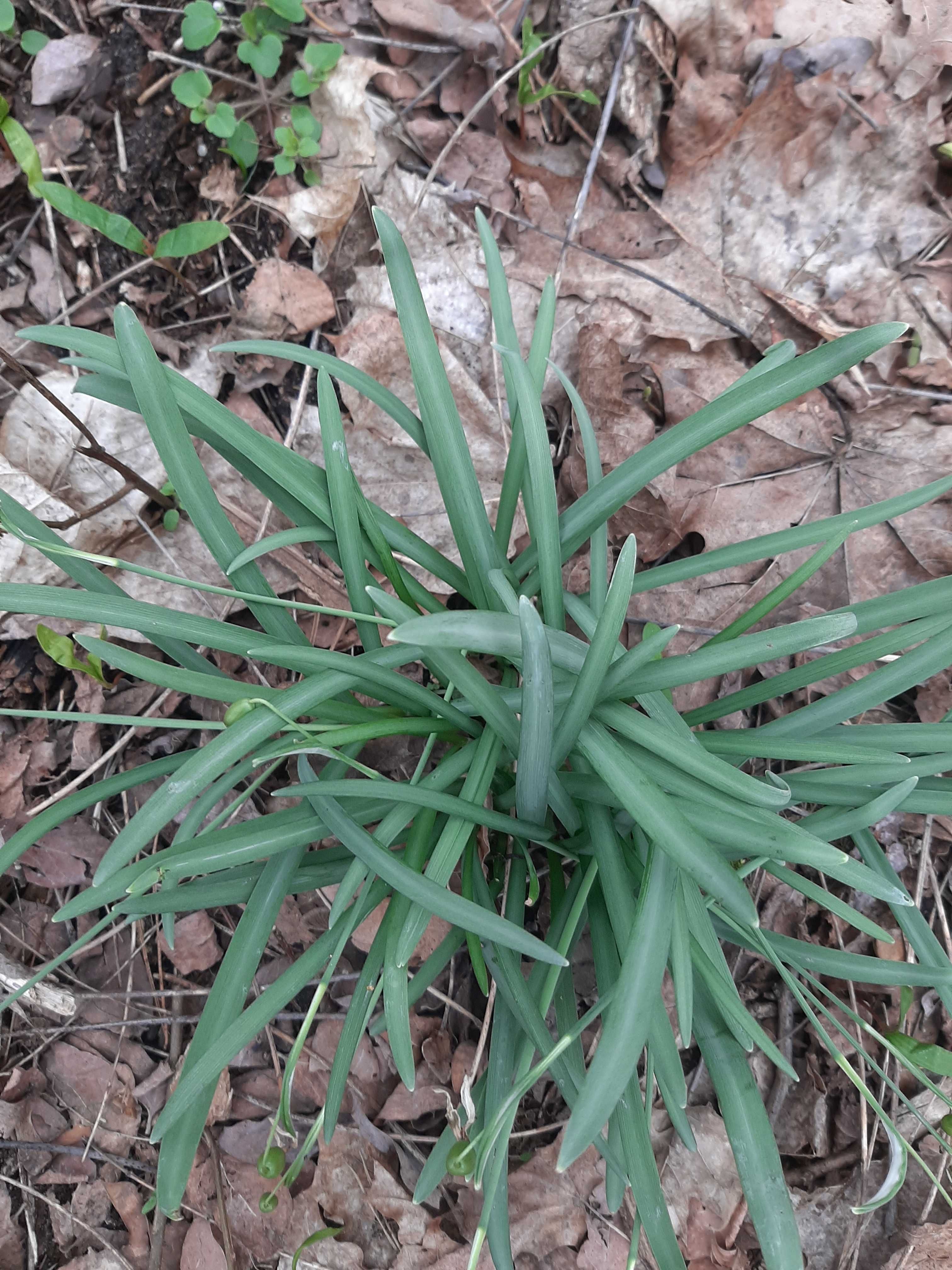 cebulki przebisniegow i inne niskie kwiatki