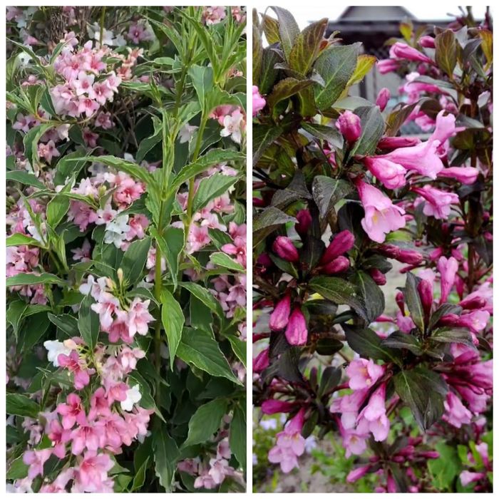 Шавлія дібровна синьо-фіолетова (шалфей)