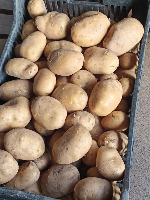 Batata agria . Produção própria