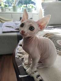 Draco uroczy kocur Devon Rex