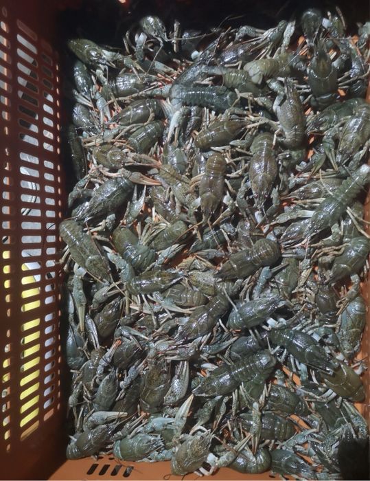 Продам живі та свіжі раки