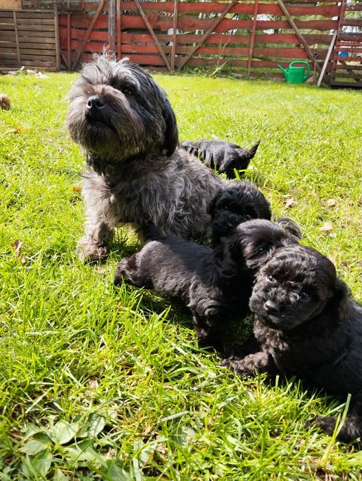 Maltipoo chłopiec , maltipoo F1 b ( maltańczyk pudel)