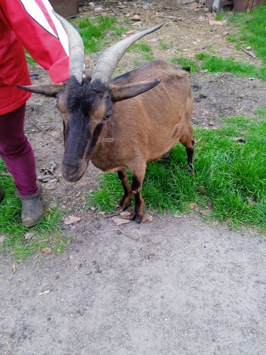 Продам 2 козы дойных, котных.