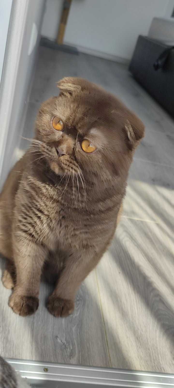 Шотландский котик