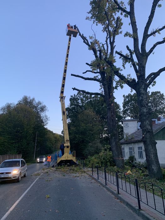 Зрізка дерев, корчування пнів