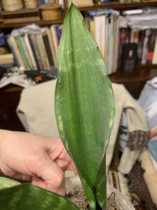 Продам сансеверіі